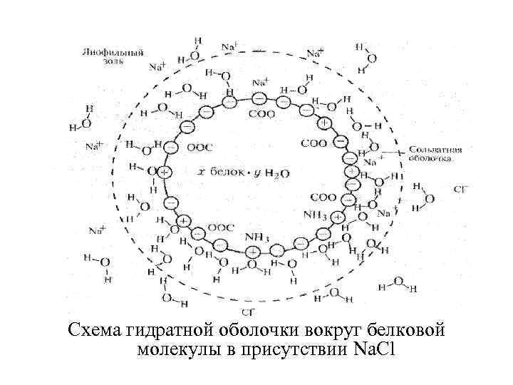 Оболочка белка. Схема гидратной оболочки белковой молекулы. Гидратная оболочка белка. Гидратная оболочка молекулы белка. Формирование гидратной оболочки белка.