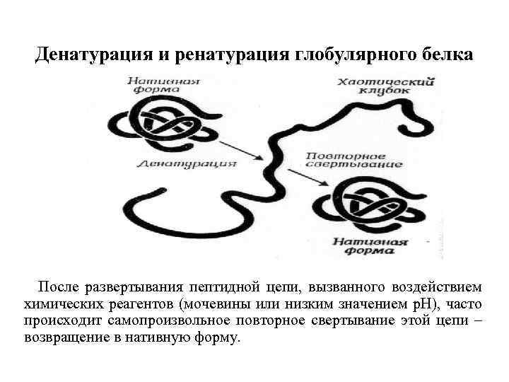 Процессы денатурации белка