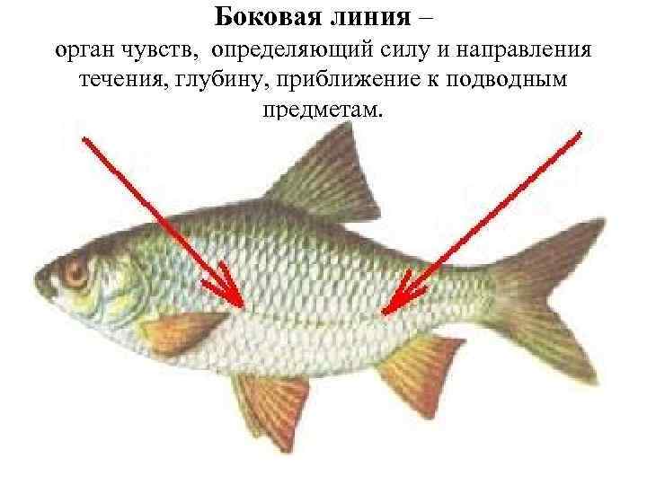 Органы боковой линии у каких рыб. Надкласс рыбы боковая линия. Боковая линия у рыб. Органы боковой линии у рыб. Рыба линиями.