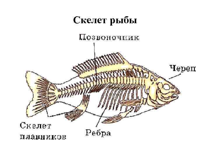 Скелет рыбы рисунок с подписями