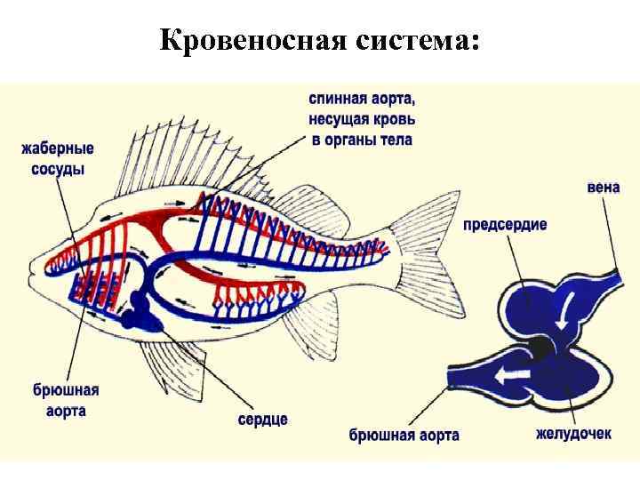 Двухкамерное сердце состоит. Кровеносная система рыб. Строение кровеносной системы рыб. Надкласс рыбы строение сердца. Схема строения кровеносной системы рыб.