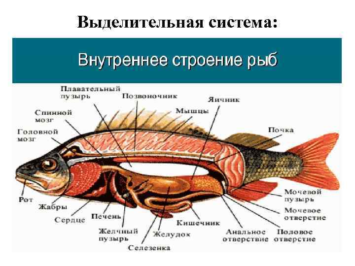 Место рыбы