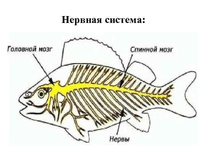 Нервная система рыб картинка