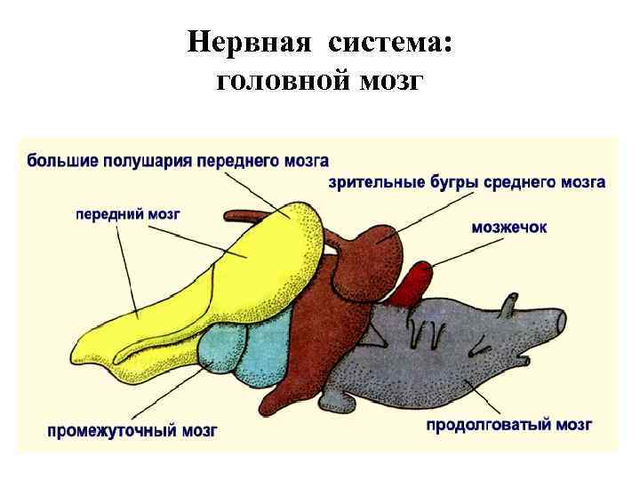 Какой мозг у акулы. Строение нервной системы акулы. Отделы мозга акулы.