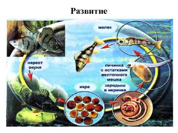 Икра малек рыба схема для детей