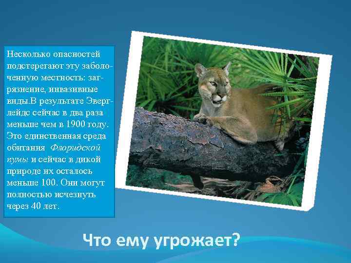 Несколько опасностей подстерегают эту заболоченную местность: загрязнение, инвазивные виды. В результате Эверглейдс сейчас в