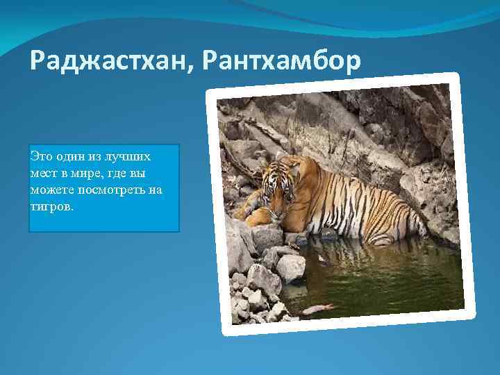 Раджастхан, Рантхамбор Это один из лучших мест в мире, где вы можете посмотреть на
