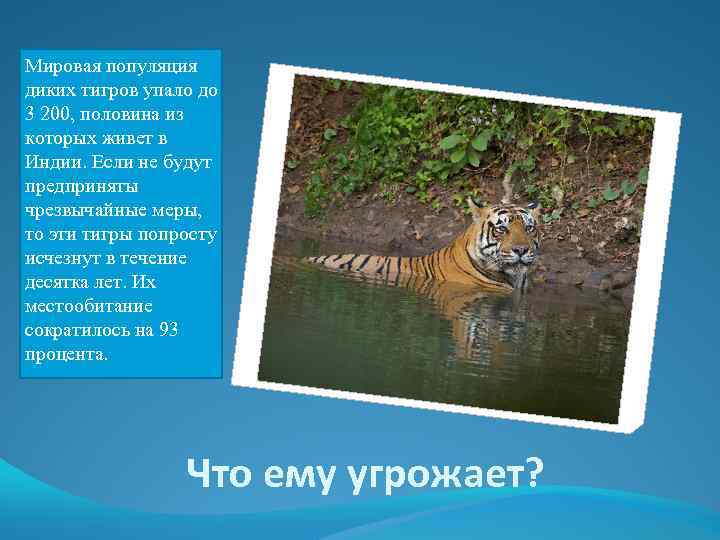 Мировая популяция диких тигров упало до 3 200, половина из которых живет в Индии.