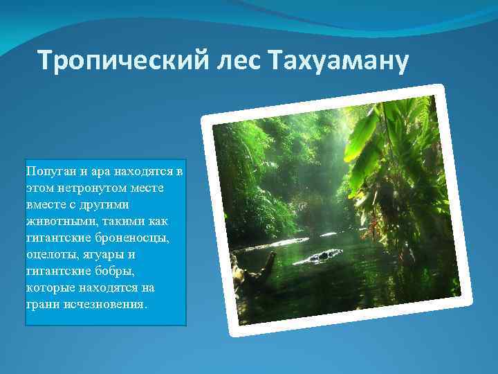 Тропический лес Тахуаману Попугаи и ара находятся в этом нетронутом месте вместе с другими