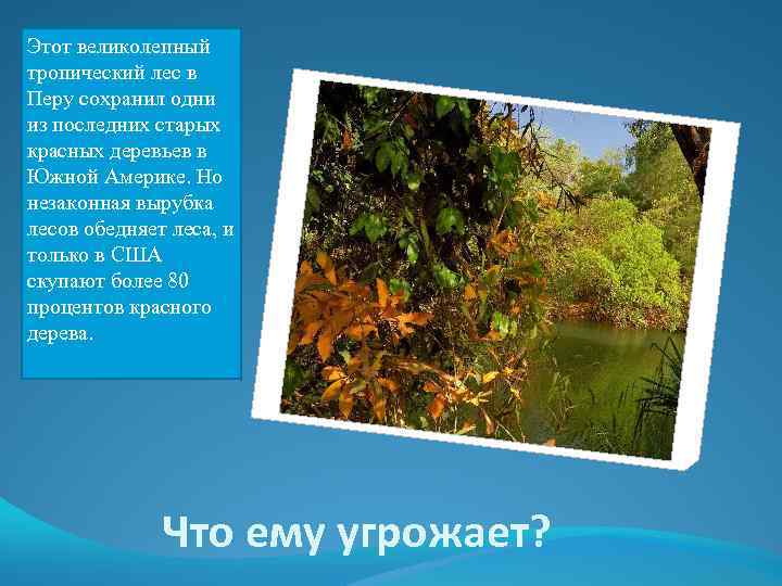 Этот великолепный тропический лес в Перу сохранил одни из последних старых красных деревьев в