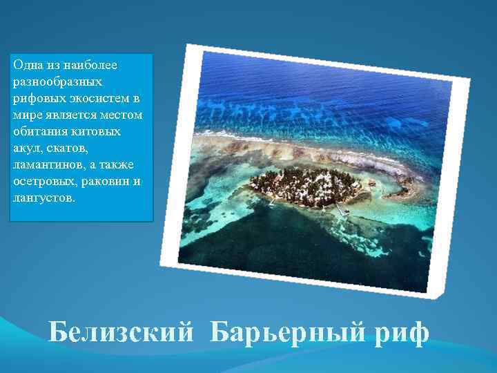 Одна из наиболее разнообразных рифовых экосистем в мире является местом обитания китовых акул, скатов,
