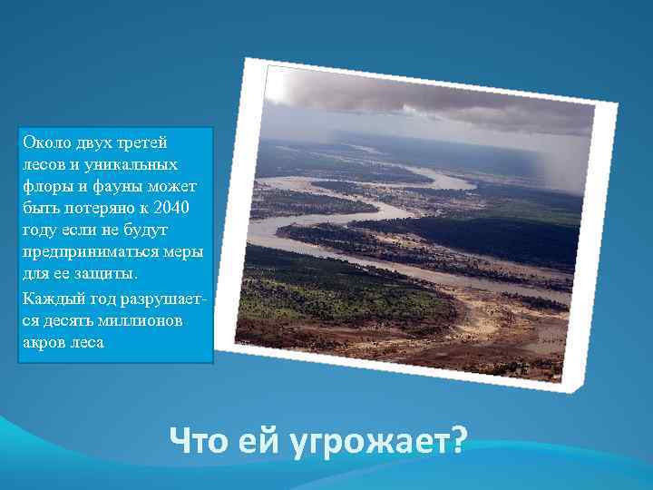 Около двух третей лесов и уникальных флоры и фауны может быть потеряно к 2040