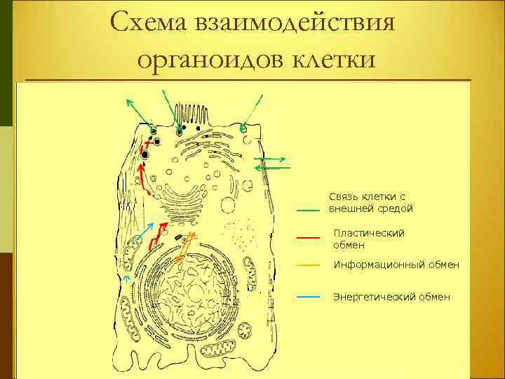 Строение клетки взаимосвязь