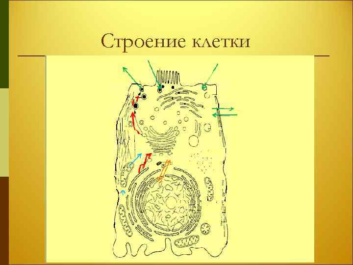 Строение клетки 
