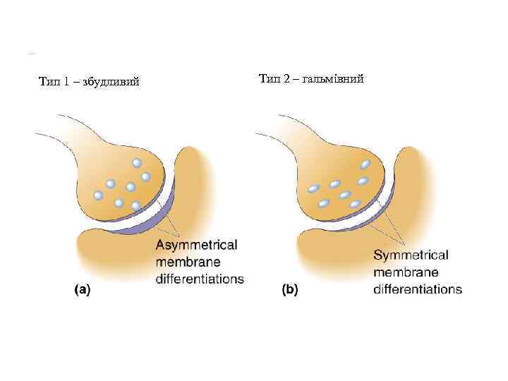 Тип 1 – збудливий Тип 2 – гальмівний 