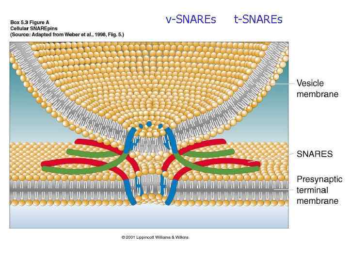 v-SNAREs t-SNAREs 