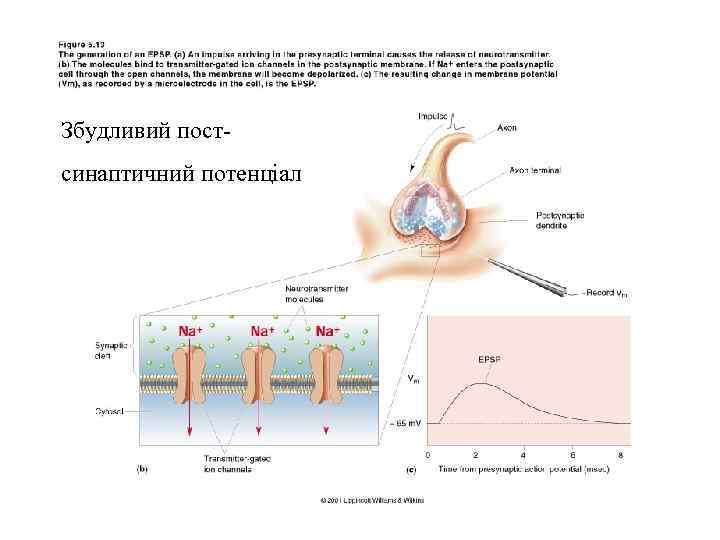 Збудливий постexcitatory postsynaptic potential (EPSP) синаптичний потенціал 