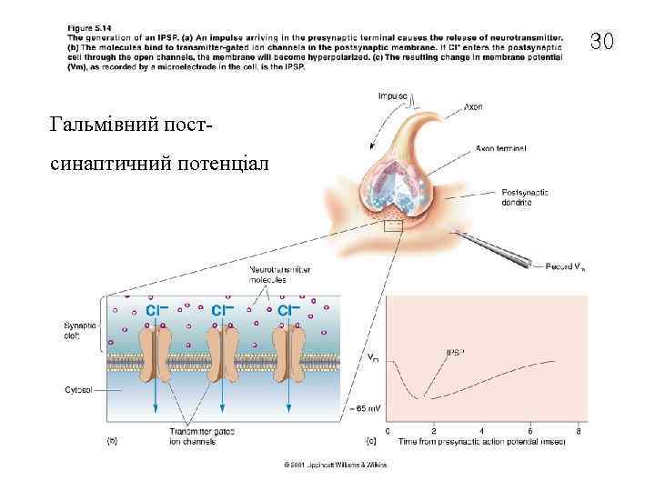 30 Гальмівний пост. Inhibitory postsynaptic potential (IPSP) синаптичний потенціал 