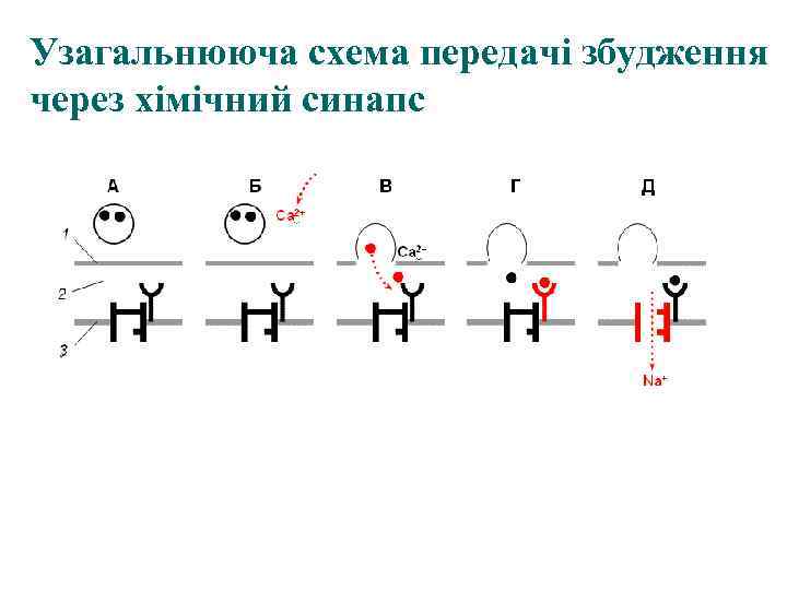 Узагальнююча схема передачі збудження через хімічний синапс 