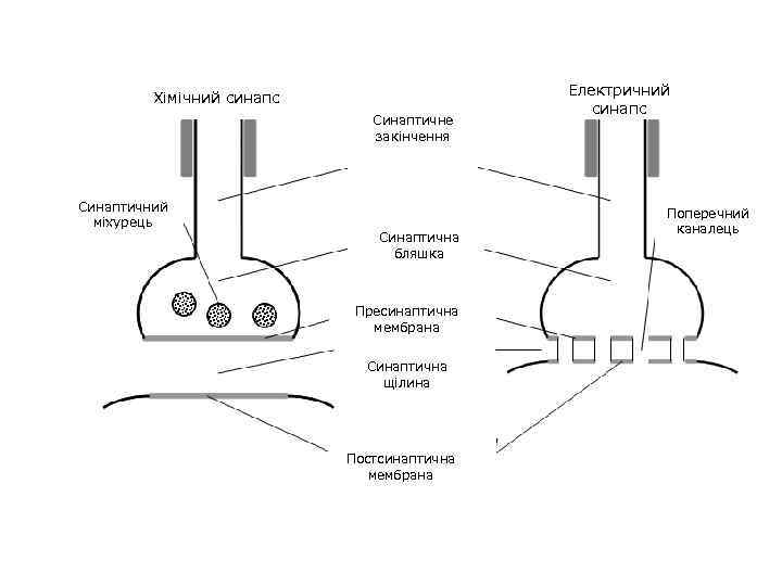 Хімічний синапс Синаптичне закінчення Синаптичний міхурець Синаптична бляшка Пресинаптична мембрана Синаптична щілина Постсинаптична мембрана