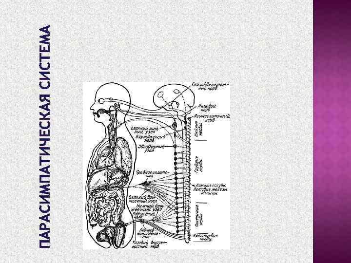 ПАРАСИМПАТИЧЕСКАЯ СИСТЕМА 