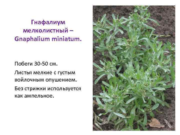 Гнафалиум мелколистный – Gnaphalium miniatum. Побеги 30 -50 см. Листья мелкие с густым войлочным