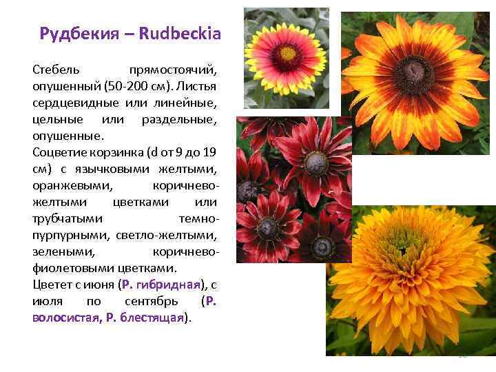 Рудбекия – Rudbeckia Стебель прямостоячий, опушенный (50 -200 см). Листья сердцевидные или линейные, цельные