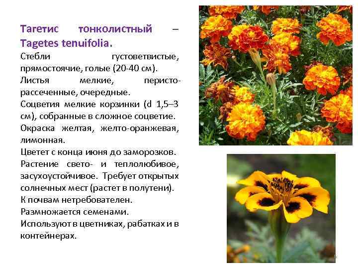 Тагетис тонколистный Tagetes tenuifolia. – Стебли густоветвистые, прямостоячие, голые (20 -40 см). Листья мелкие,