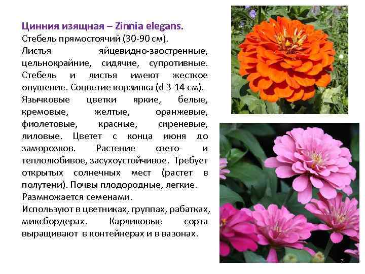 Цинния изящная – Zinnia elegans. Стебель прямостоячий (30 -90 см). Листья яйцевидно-заостренные, цельнокрайние, сидячие,