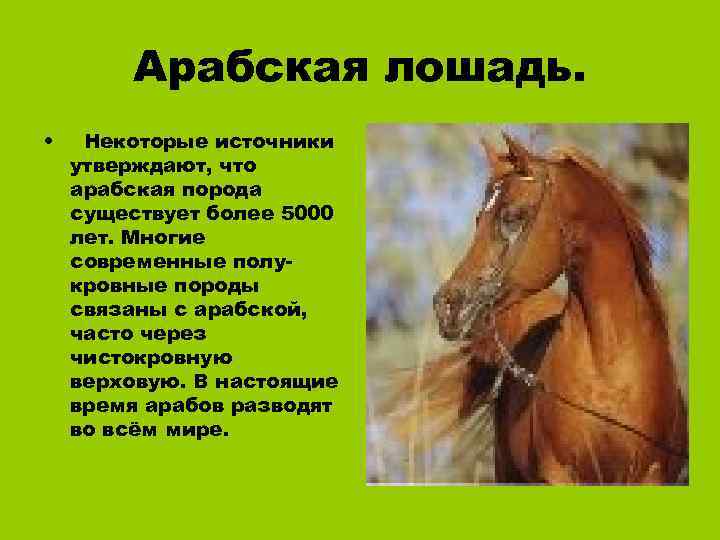Поговорка про лошадь. Арабская порода лошадей презентация. Поговорки про лошадь. Пословицы про лошадей. Пословицы о лошадях и конях.