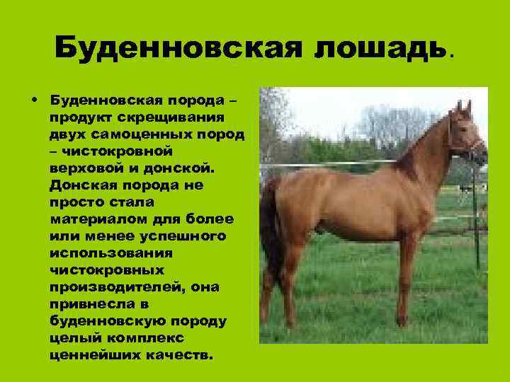 Верховой характеристика. Самая распространенная порода коней. Описание лошади. Коневодство доклад. Породы лошадей и краткое описание.