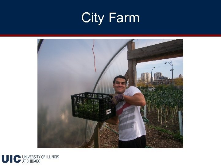 City Farm 