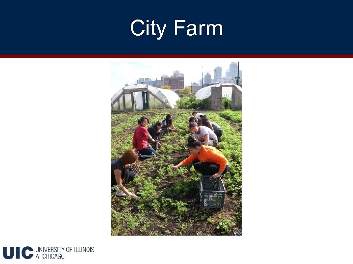 City Farm 