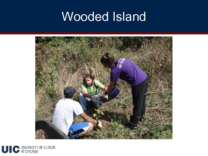 Wooded Island 