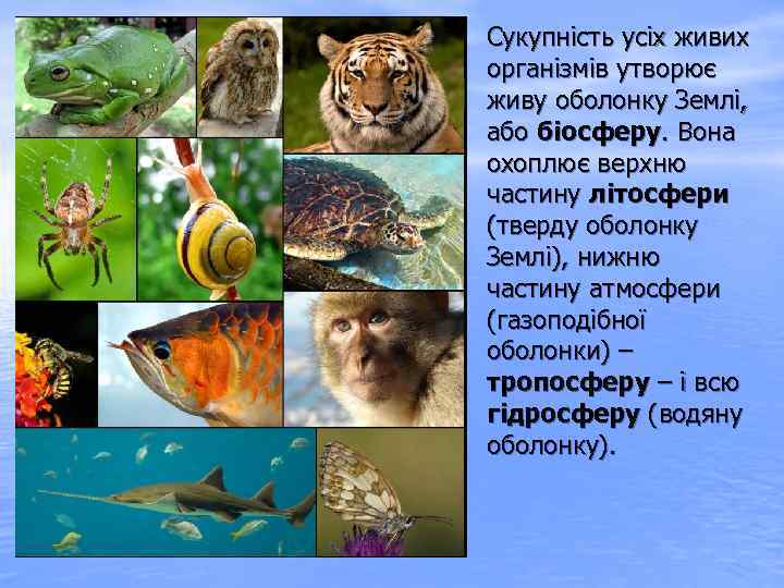 Сукупність усіх живих організмів утворює живу оболонку Землі, або біосферу. Вона охоплює верхню частину