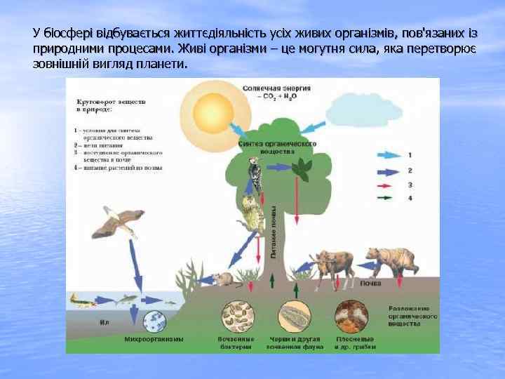 У біосфері відбувається життєдіяльність усіх живих організмів, пов'язаних із природними процесами. Живі організми –