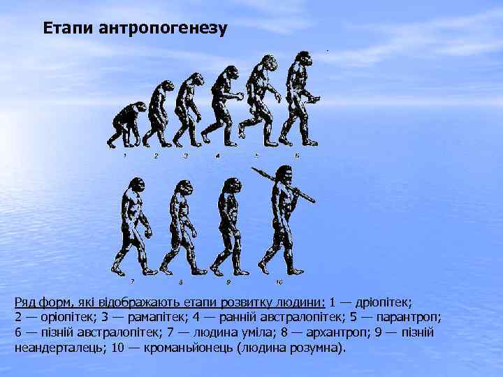 Етапи антропогенезу Ряд форм, які відображають етапи розвитку людини: 1 — дріопітек; 2 —