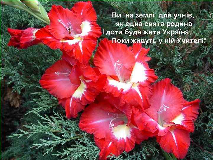  Ви на землі для учнів, як одна свята родина І доти буде жити