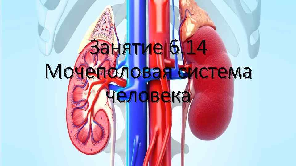 Занятие 6. 14 Мочеполовая система человека 