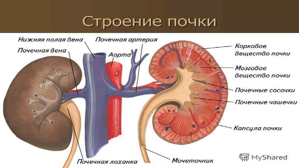 Строение почки человека анатомия рисунок с подписями анатомия