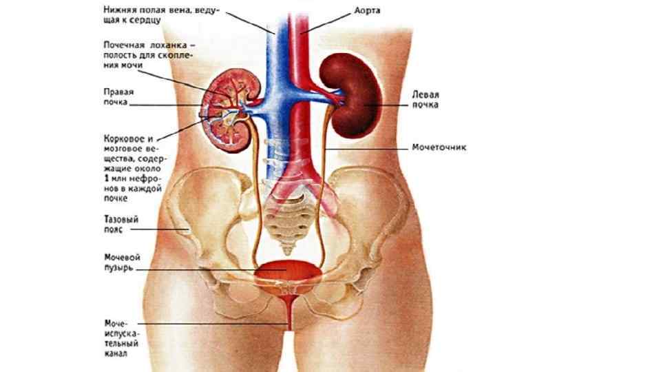 Строение мочеполовой системы у мужчин схема фото с названиями и описанием