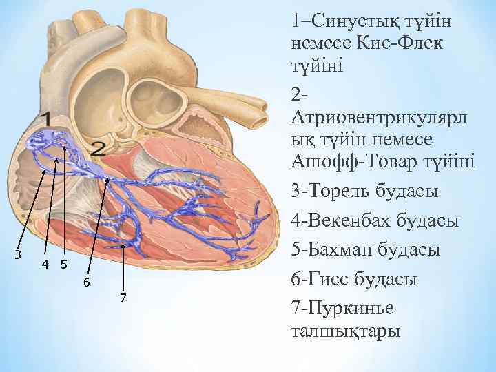 3 4 5 6 7 1–Синустық түйін немесе Кис-Флек түйіні 2 Атриовентрикулярл ық түйін