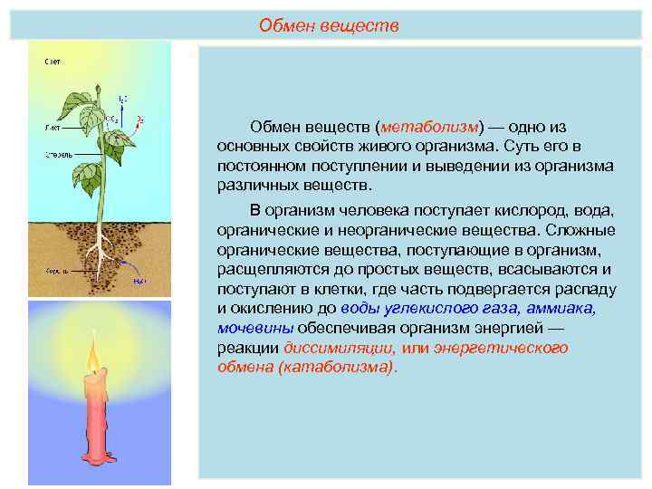 Обмен веществ свойства. Обмен веществ свойство живых организмов. Основные свойства живого обмен веществ. Метаболизм свойство живых организмов. Метаболизм- основное свойство живых организмов.