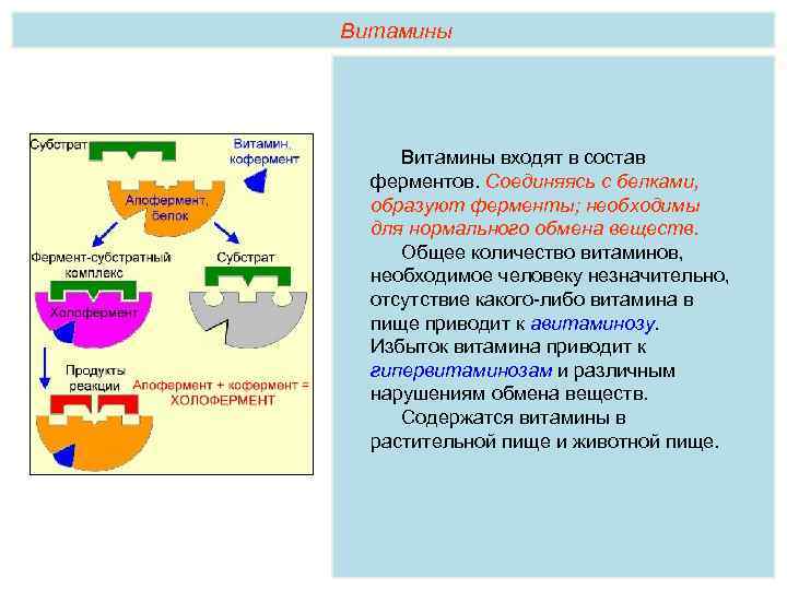 Витамины входят в состав ферментов. Соединяясь с белками, образуют ферменты; необходимы для нормального обмена