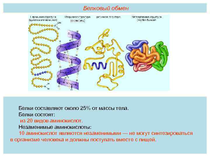 Белки участвуют в обмене веществ