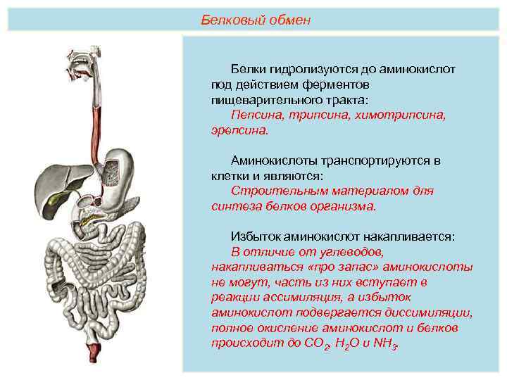 Белковый обмен Белки гидролизуются до аминокислот под действием ферментов пищеварительного тракта: Пепсина, трипсина, химотрипсина,
