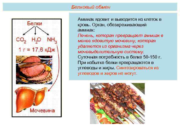 Белковый обмен Аммиак ядовит и выводится из клеток в кровь. Орган, обезвреживающий аммиак: Печень,