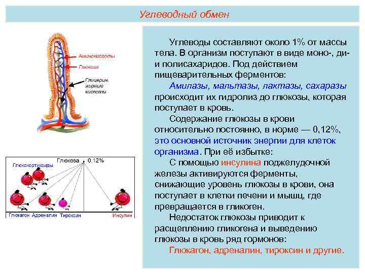 Углеводный обмен Углеводы составляют около 1% от массы тела. В организм поступают в виде