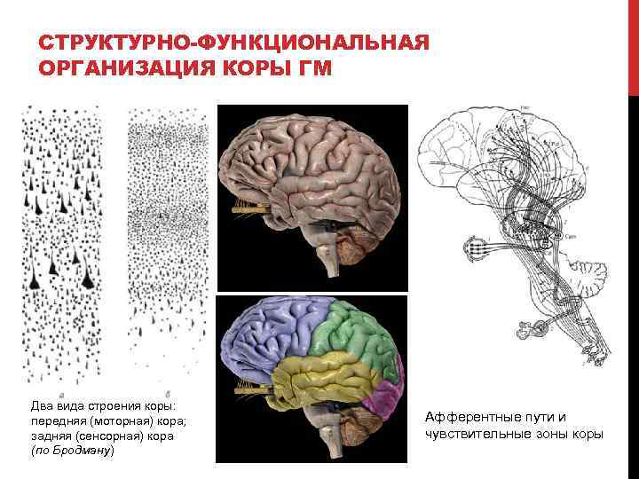 Психоморфологическое направление и концепция эквипотенциальности мозга презентация