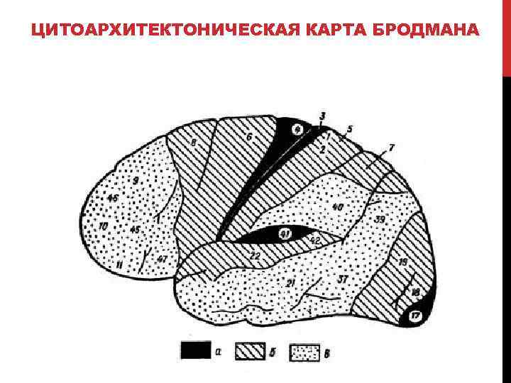 Карта бродмана с описанием полей